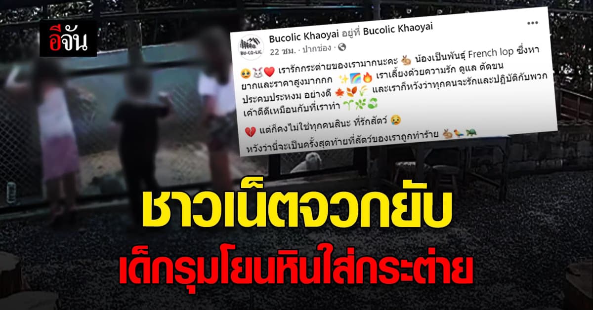 จวกยับ กรณี คาเฟ่เขาใหญ่ เด็กโยนหินใส่กระต่าย ทำให้ ชาวเน็ต สุดเอือม