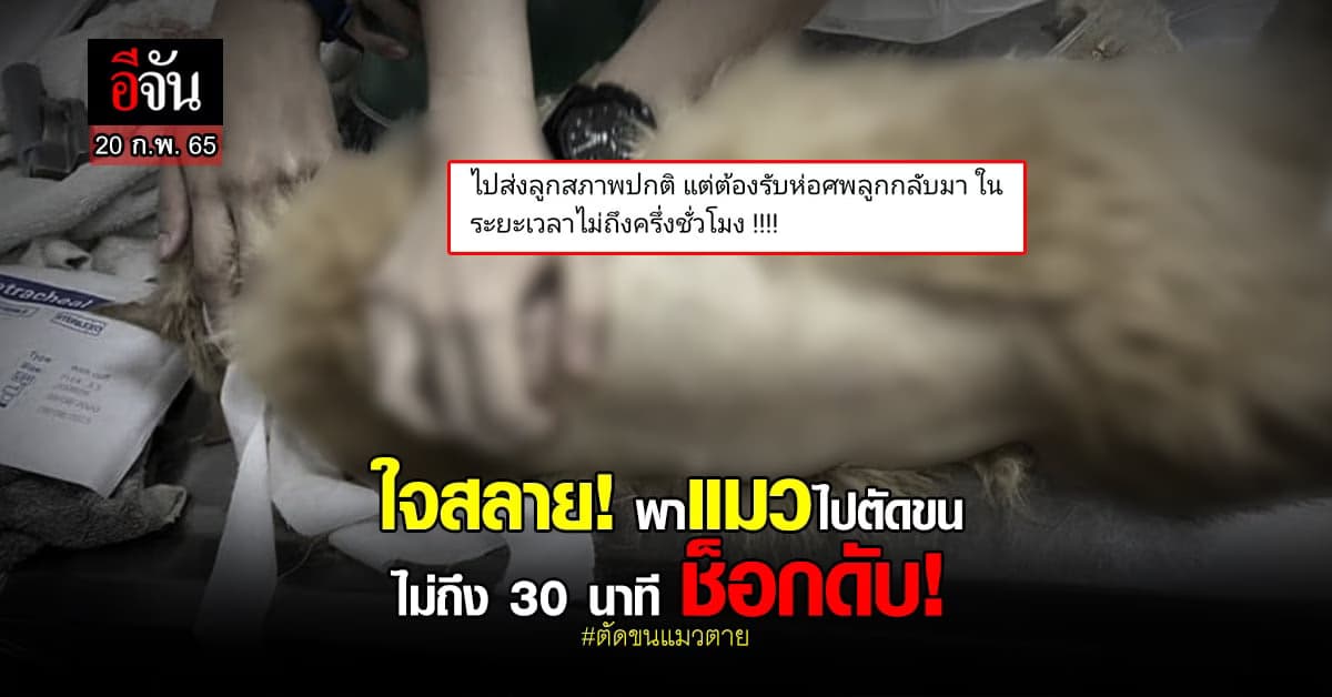 ใจสลาย! พาแมวไปตัดขน ไม่ถึง 30 นาที รพส.โทรแจ้ง ข่าวร้าย