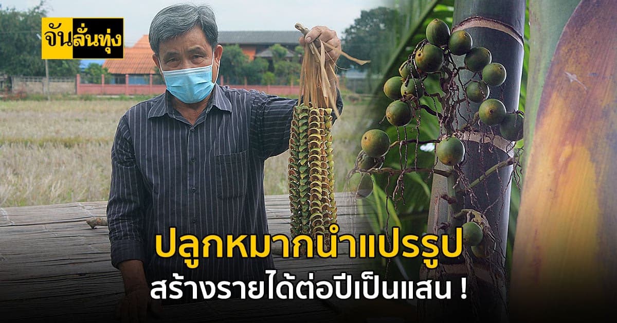 ลุงวัย 65 ปลูกต้นหมาก พร้อมแปรรูป ออกขายสร้างรายได้เป็นแสนต่อปี !