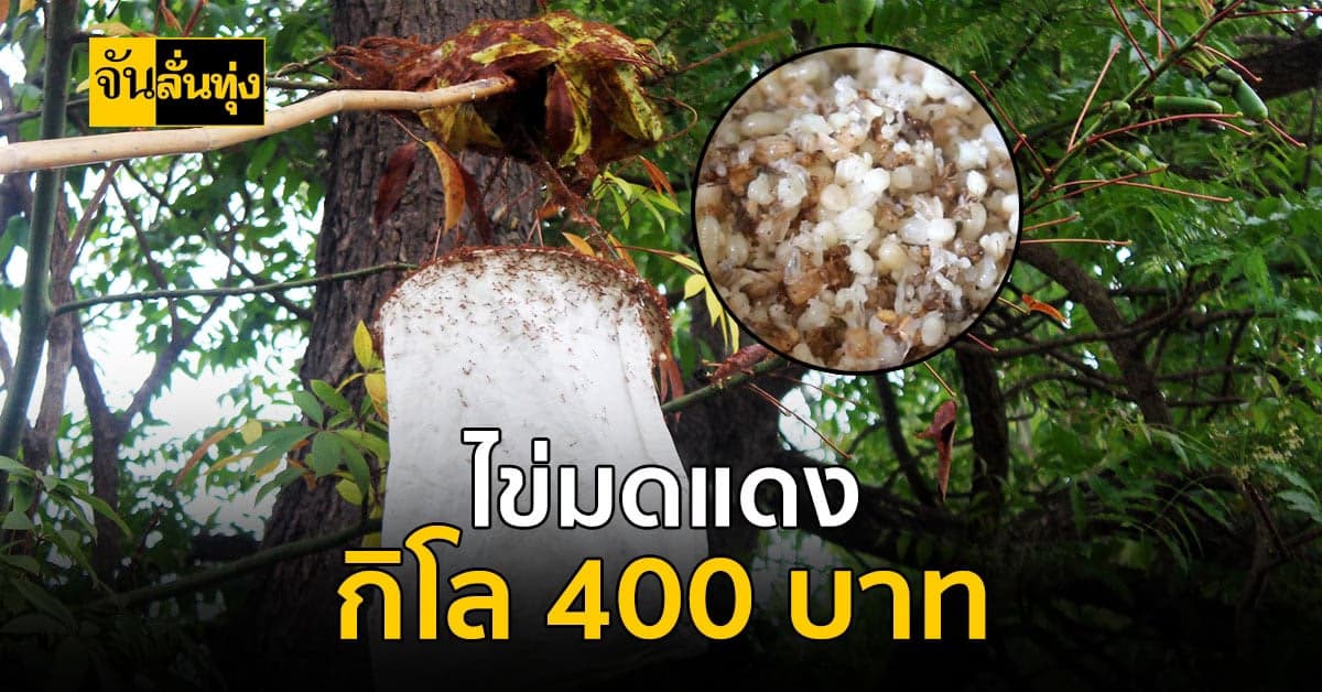 แซ่บหลายเด้อ จันลั่นทุ่ง พาไป แหย่ไข่มดแดง ขายได้กิโลละ 400 บาท