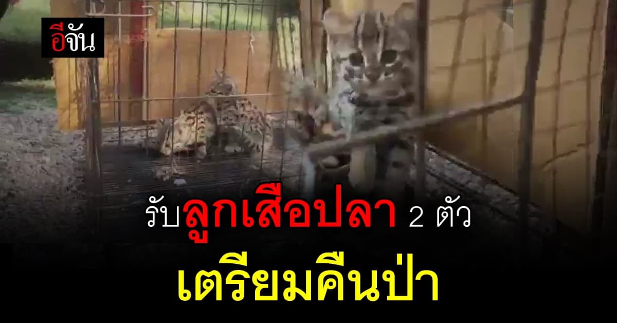 ตำรวจ ปทส. ร่วมอุทยานฯ รับ 2 ลูกเสือปลา ไปอนุบาลต่อ ก่อนส่ง คืนป่า