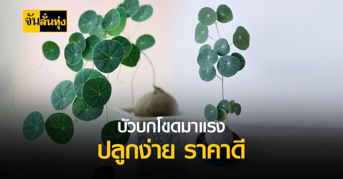 เลี้ยงไม้โขดขาย ทำกำไรได้ ใช้พื้นที่น้อย