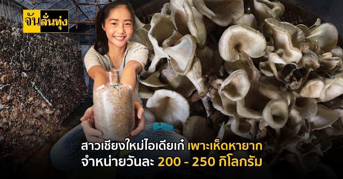 บัณฑิตมหาวิทยาลัยเชียงใหม่ สืบสานธุรกิจครอบครัว เปิดฟาร์มเห็ด รายได้ดี