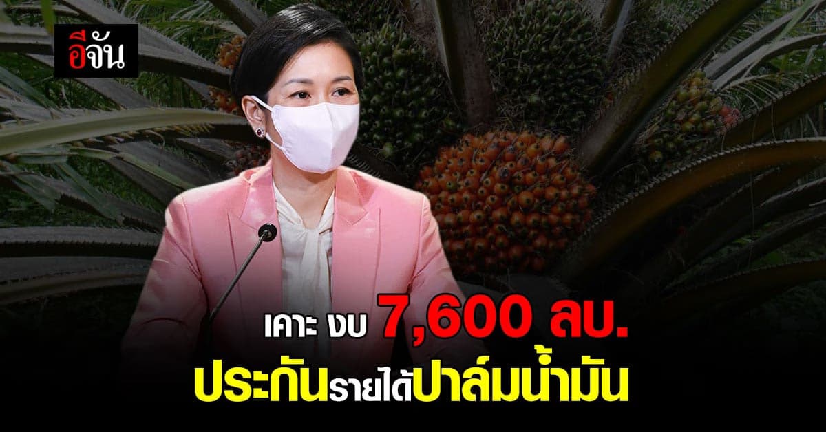 ครม. อนุมัติ 7,660 ลบ. โครงการประกันรายได้ ชาวสวน ปาล์มน้ำมัน ปี 64–65
