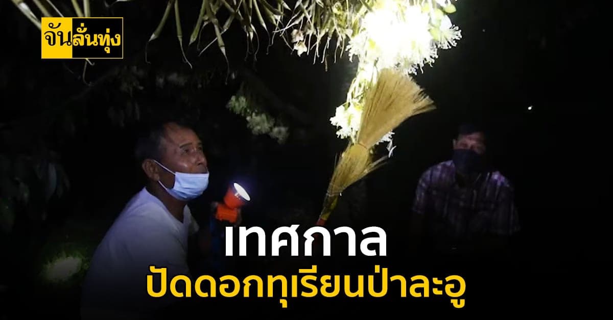 มาถึงแล้ว เทศกาลปัดดอก ทุเรียนป่าละอู อีก 120 วัน เจอกัน