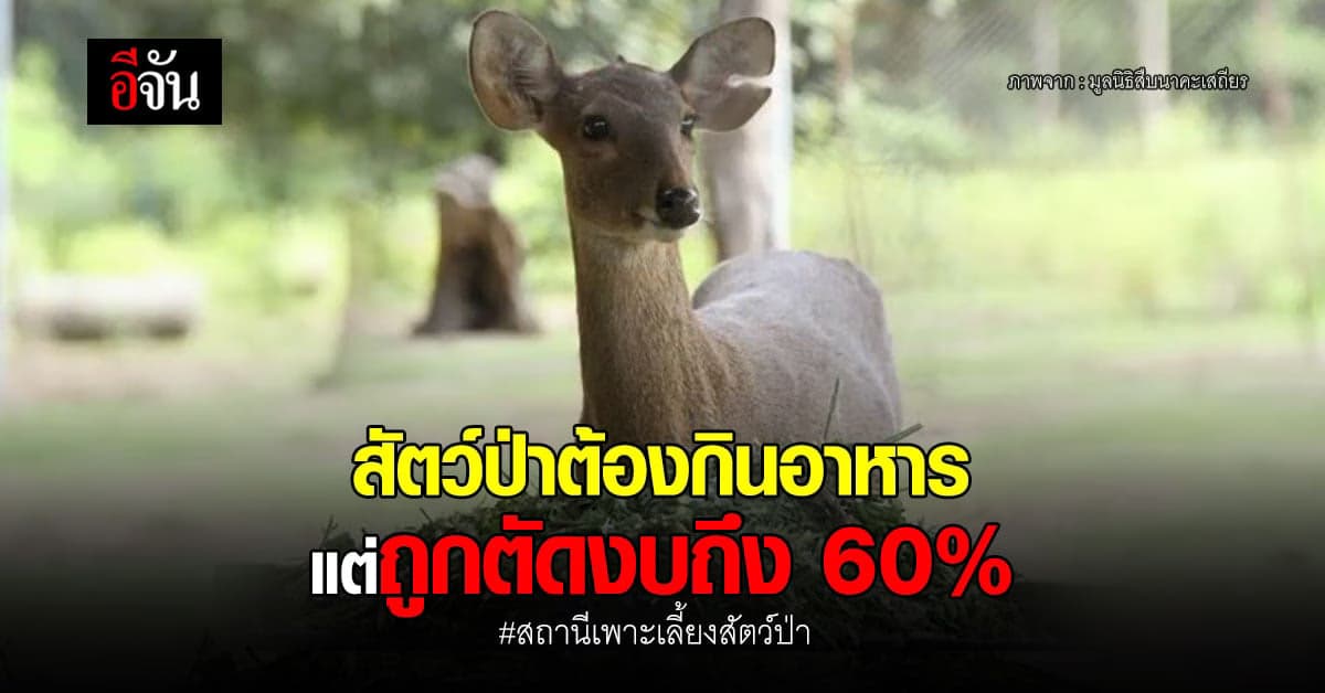 สถานีเพาะเลี้ยงสัตว์ป่า ถูกตัดงบ อาหารสัตว์ 60% ทำไมจึงเกิดวิกฤตนี้?
