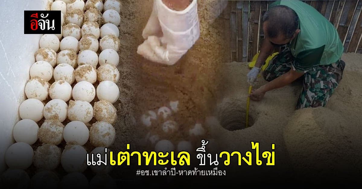 เต่าทะเล วางไข่ ที่ อช.เขาลำปี-หาดท้ายเหมือง 59 ฟอง