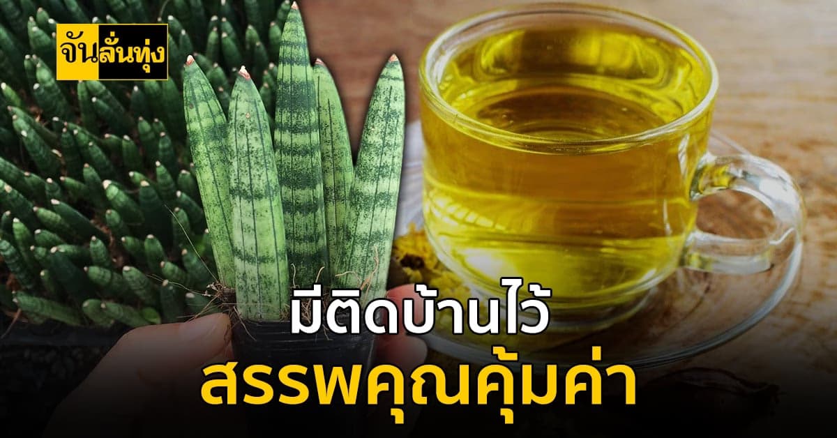 ว่านงาช้าง สรรพคุณมากมาย ปลูกขายก็ได้ ประดับบ้านก็สวย