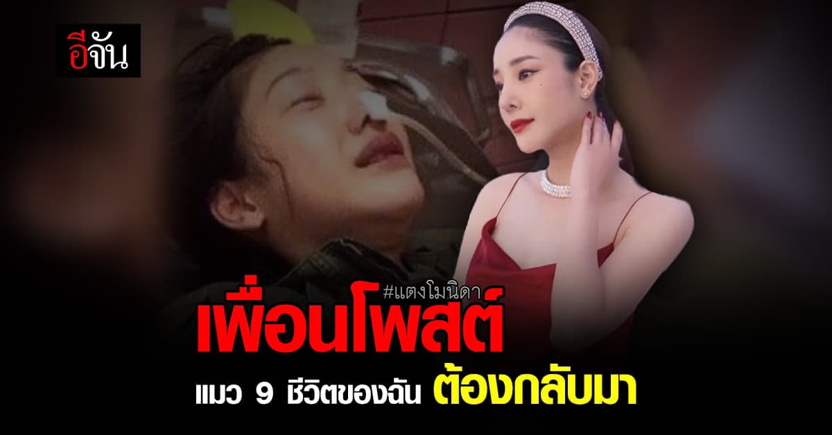 เพื่อนยังมีหวัง ขอแตงโม ฉายาแมว 9 ชีวิต จงปลอดภัย