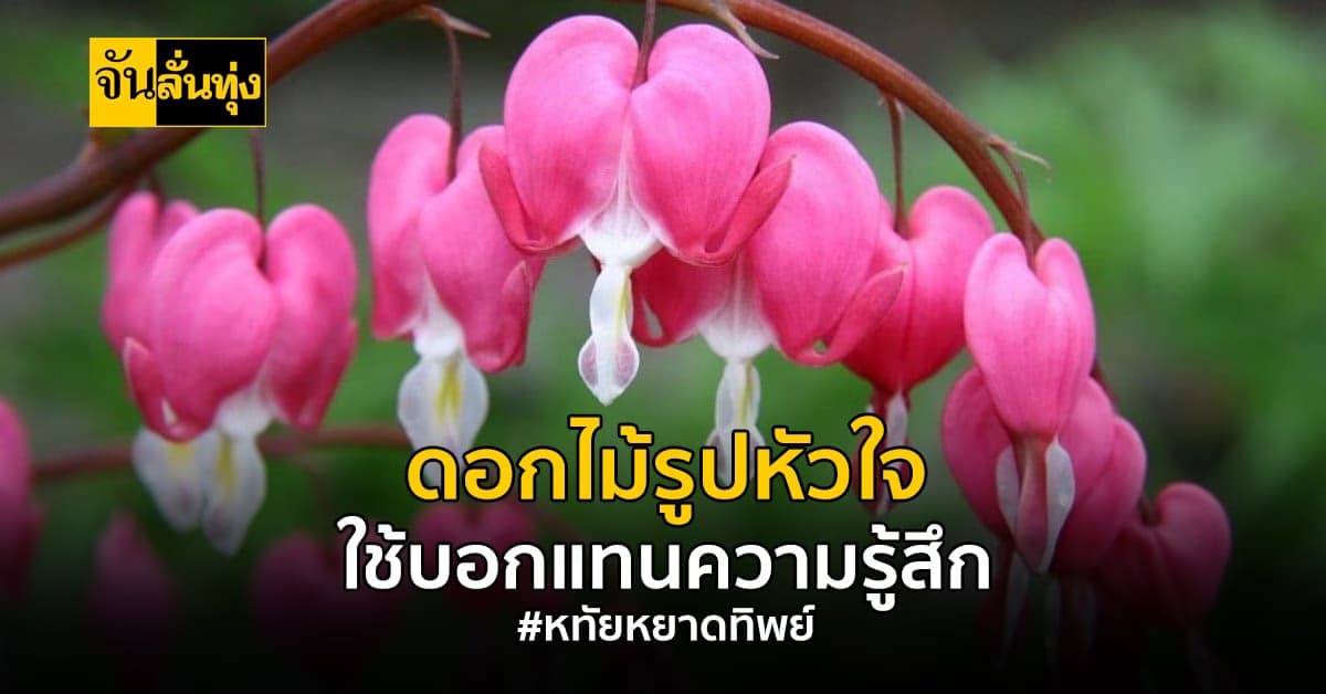 ดอกหทัยหยาดทิพย์ ดอกไม้ความหมายดี ใช้บอกความในใจแก่กัน