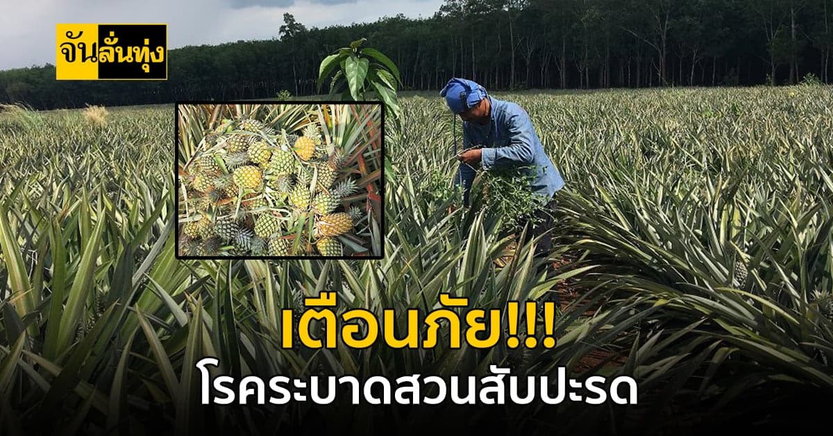 เกษตรกรชาวสวนสับปะรด ระวังโรคผลแกน เกิดจากเชื้อแบคทีเรีย
