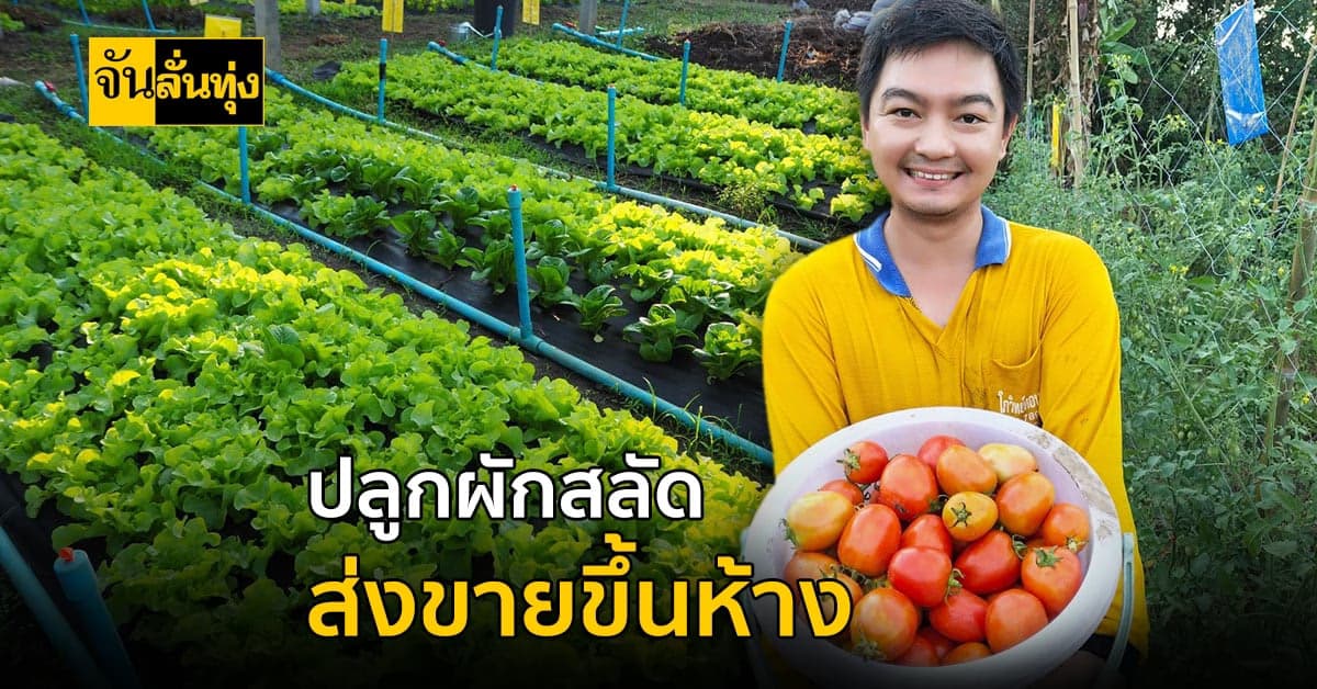 หนุ่มวิศวกร ทิ้งงานประจำทำเกษตร สร้างรายได้ 7,000–15,000 บาทต่อสัปดาห์