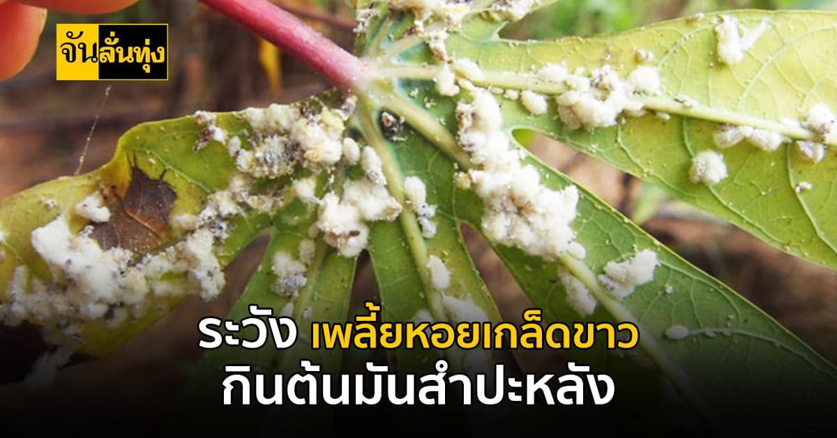 ระวัง เพลี้ยหอยเกล็ดขาวระบาดในมันสำปะหลัง