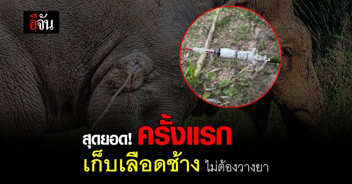 กรมอุทยานฯ พัฒนาอุปกรณ์ เก็บตัวอย่างเลือดช้างโดยไม่ต้องวางยาซึม