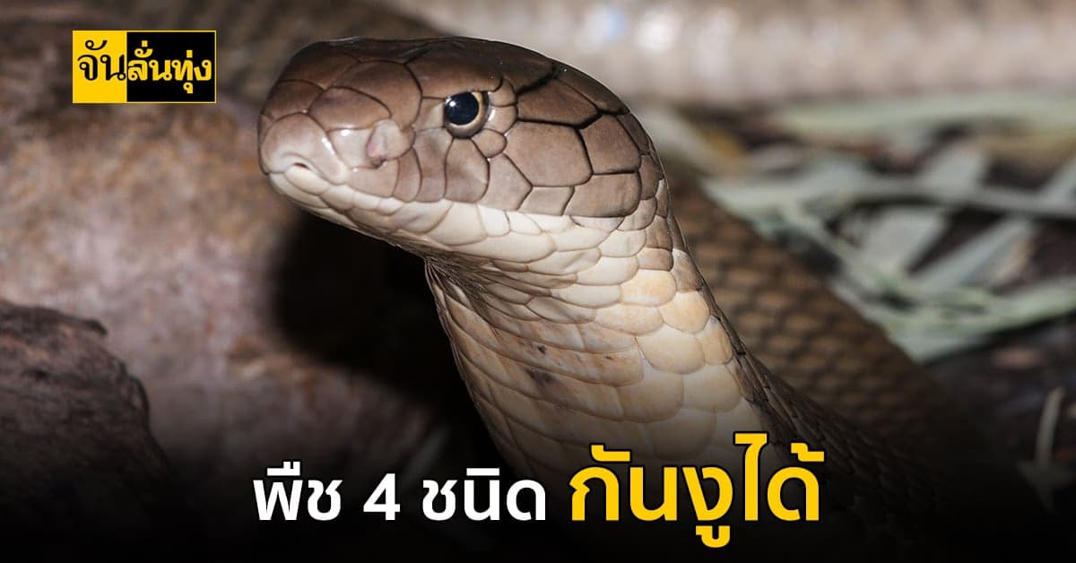 พืช 4 ชนิดกันงูได้ มีประโยชน์ สรรพคุณหลายด้าน