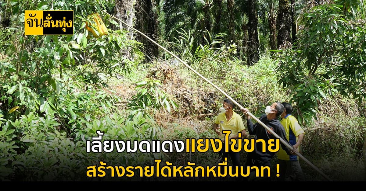 ตรัง เลี้ยงมดแดงแยงไข่ขาย สร้างรายได้หลักหมื่นบาท!