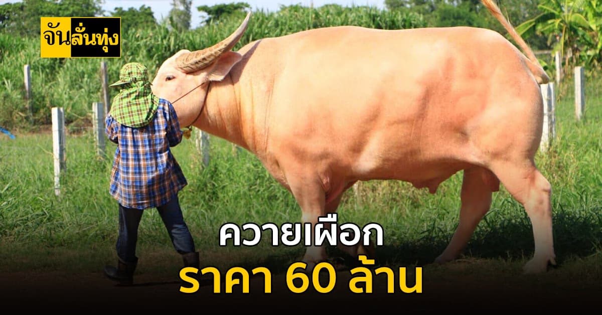 อึ้งตาค้าง! ควายเผือก หนึ่งเดียวในไทย ราคา 60 ล้านบาท
