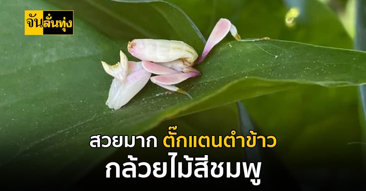 ไม่ใช่ดอกไม้? ตั๊กแตนตำข้าวกล้วยไม้สีชมพู สัตว์หายาก ที่พลางตัวเก่ง
