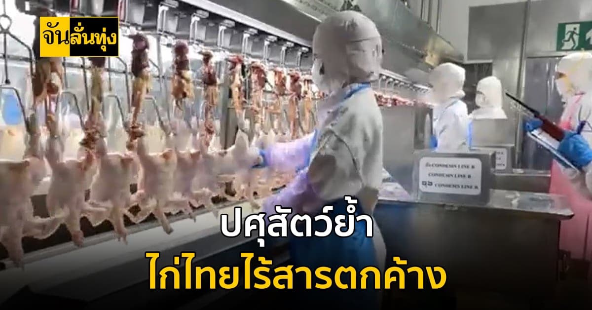 ปศุสัตว์ย้ำ ไก่ไทยไร้สารตกค้าง ไร้ฮอร์โมน ผู้บริโภคมั่นใจทานได้ปกติ