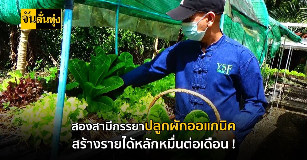 สองสามีภรรยา ปลูกผักออแกนิค สร้างรายได้กว่า 20,000 บาทต่อเดือน