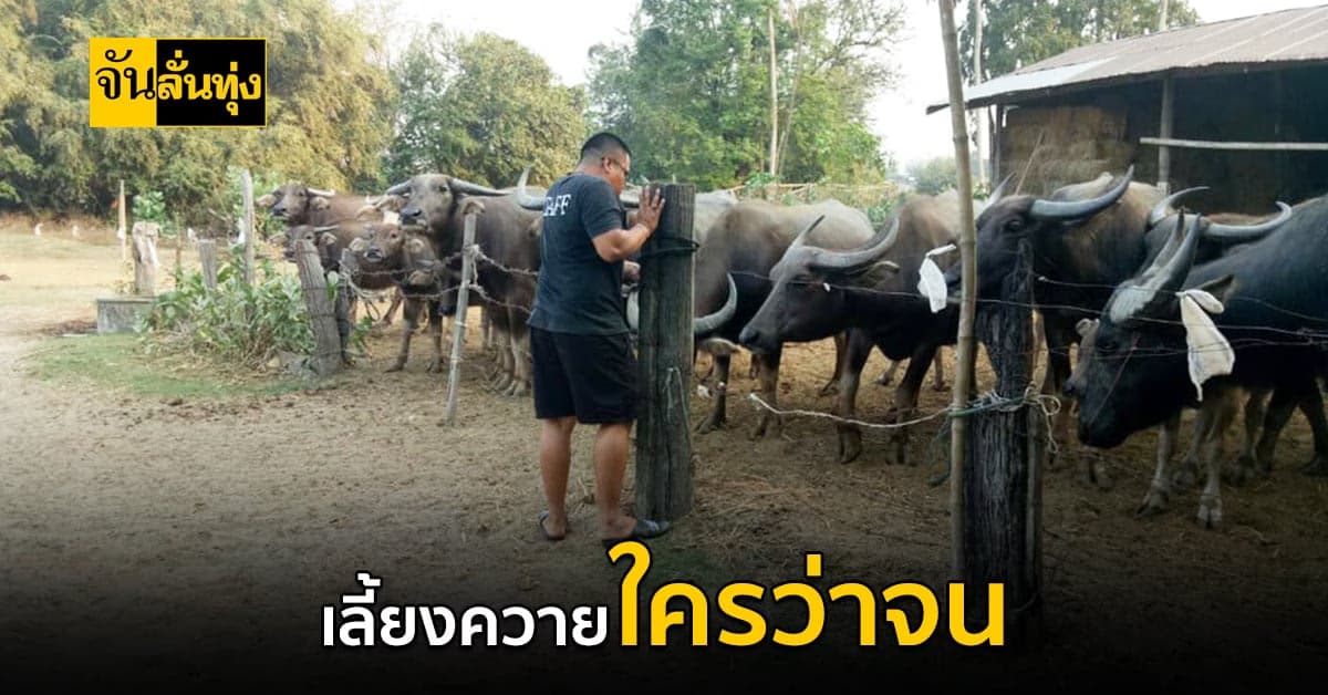 เลี้ยงควายดี กำไรก็งามตามลักษณะความ ควายไทยราคาไปไกลถึงแสน