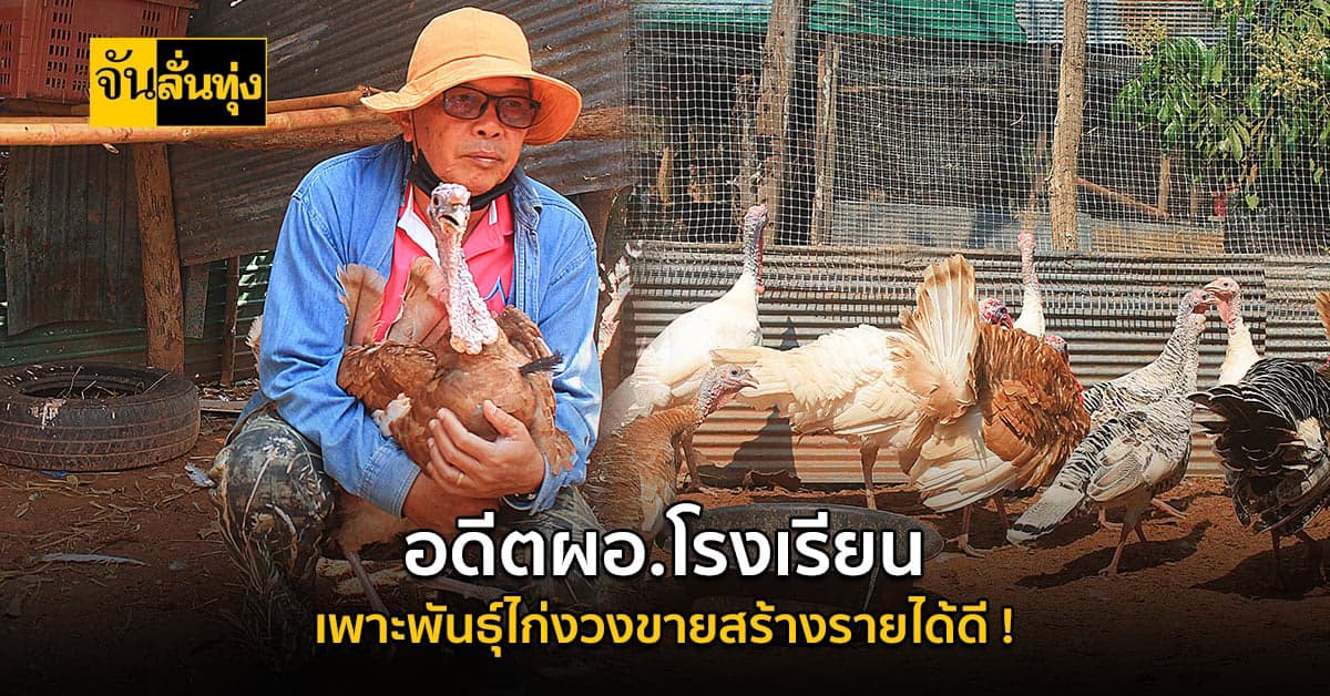 พะเยา อดีตผอ.โรงเรียน เพาะพันธุ์ไก่งวงขาย สร้างรายได้งาม