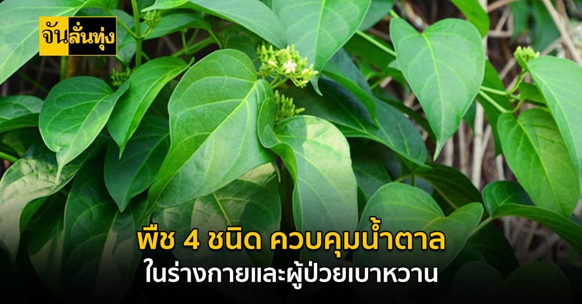 กินดีเป็นยากับพืช 4 ชนิด ช่วยลดน้ำตาลในร่างกาย
