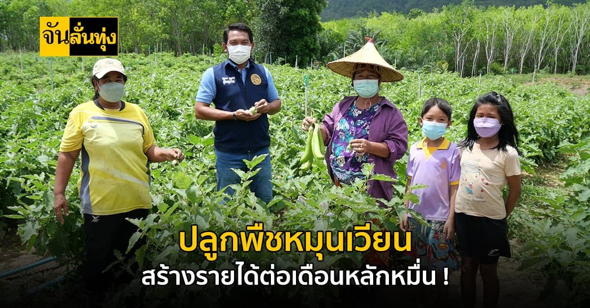 ตรัง ปลูกพืชหมุนเวียนระยะสั้น สร้างรายได้ต่อเดือนกว่าหมื่นบาท