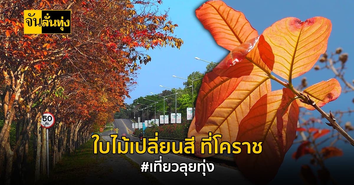 เหมือนอยู่ต่างประเทศ! เที่ยวลุยทุ่ง ไปดูใบไม้เปลี่ยนสี ที่ โคราช