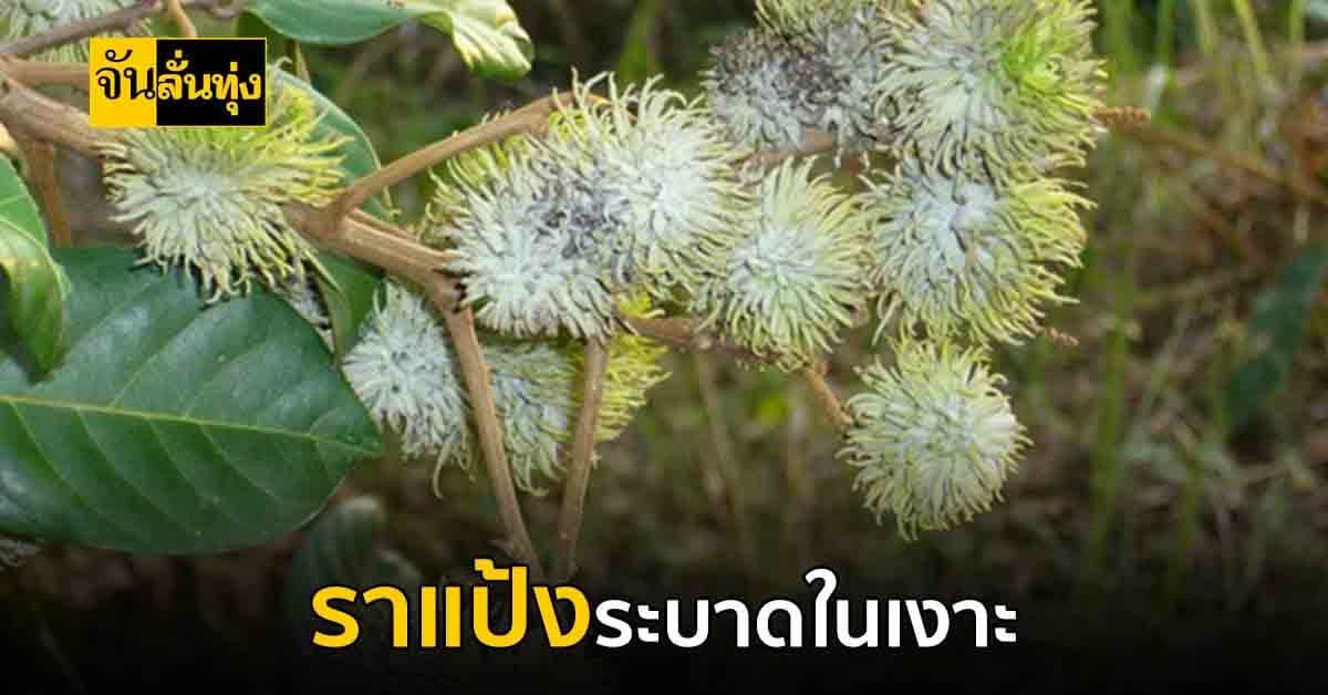 เตือนเกษตรกรชาวสวนเงาะเตรียมรับมือการระบาดของเชื้อราแป้ง