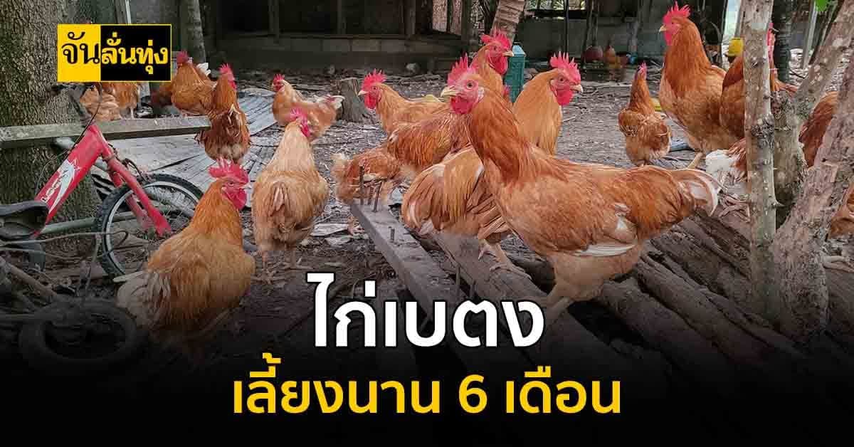 ไม่เหมือนใคร? ไก่เบตง ไก่เนื้อพันธุ์พื้นเมือง ที่อร่อยไม่เหมือนใคร