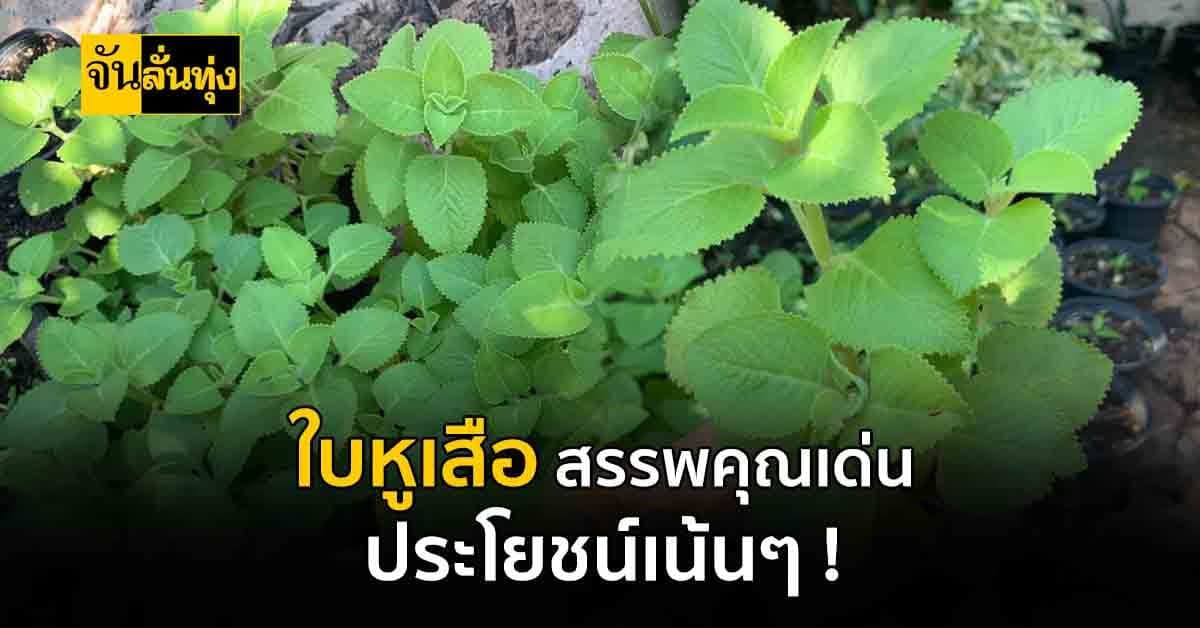 รู้จักไหม ? ใบหูเสือ กินดีมีสรรพคุณ พร้อมด้วยประโยชน์เน้นๆ