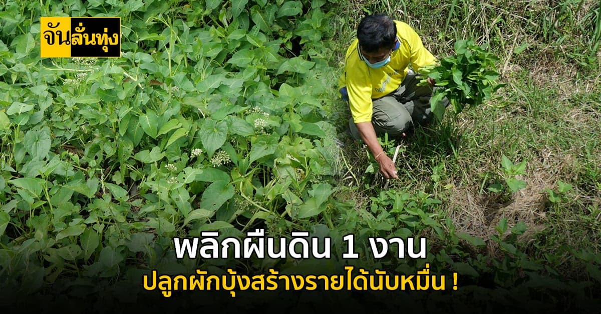 พลิกผืนดิน 1 งาน ปลูกผักบุ้งสร้างรายได้ช่วงโควิด