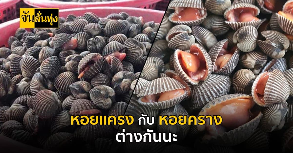 ความเหมือนที่ต่างกัน? รู้หรือไม่ หอยแครง กับ หอยคราง ต่างกันนะ