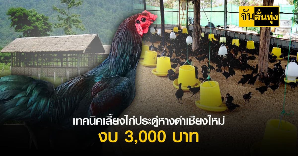 ไก่ประดู่หางดำ เลี้ยงง่ายทำเงินดี ลงทุน 3,000 บาทก็เริ่มเลี้ยงได้