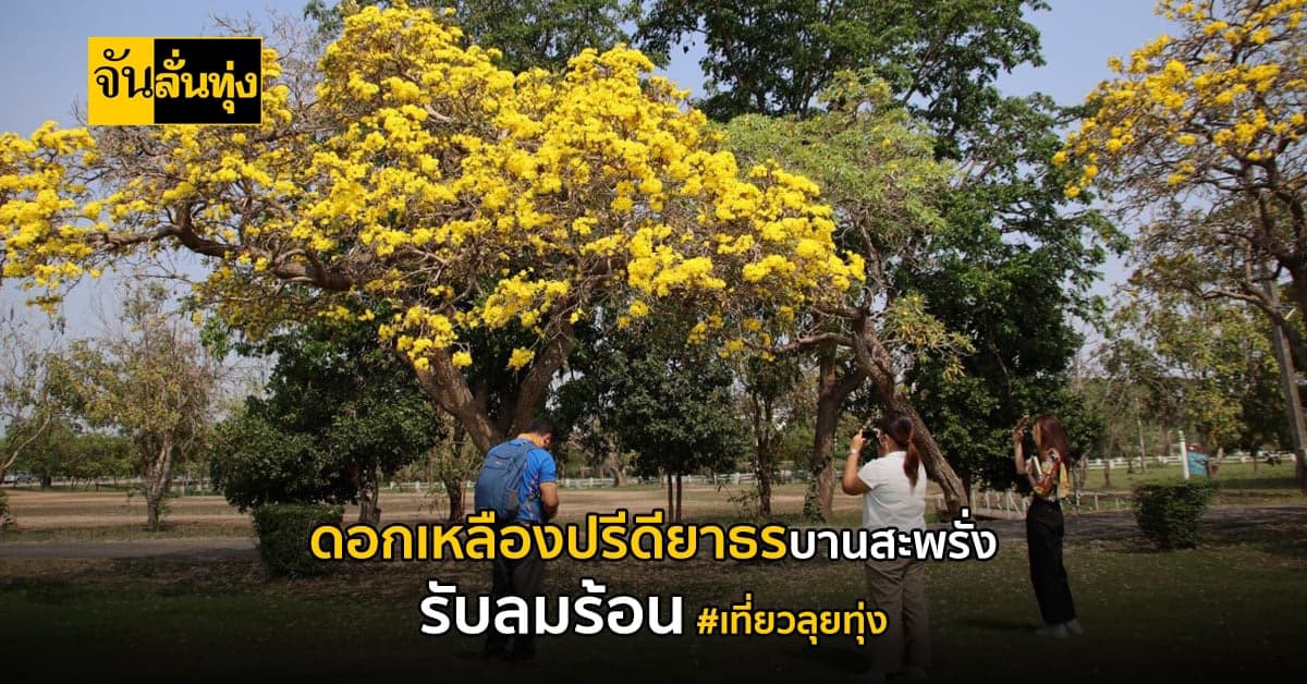 พิษณุโลก ชม ดอกเหลืองปรีดียาธร บานรับลมร้อน