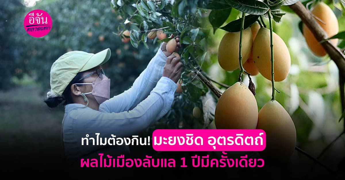 ทำความรู้จัก มะยงชิด เมืองลับแล ของอร่อยที่สาวกผลไม้ไม่ควรพลาด!