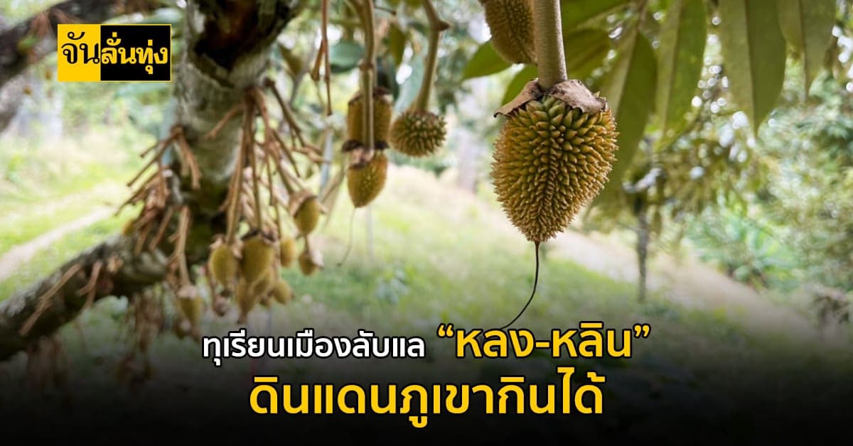 ของเด็ดเมืองลับแล! ทุเรียนหลง-หลิน ทุเรียนรสเด็ดจาก จ.อุตรดิตถ์