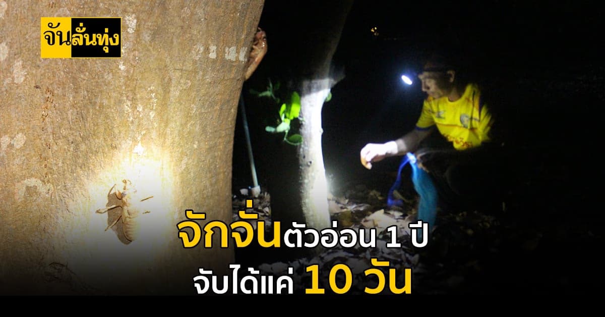 ทำกับข้าว แซ่บคัก! ชาวบ้านโคราช ออกหา จักจั่นตัวอ่อน ตอนกลางคืน