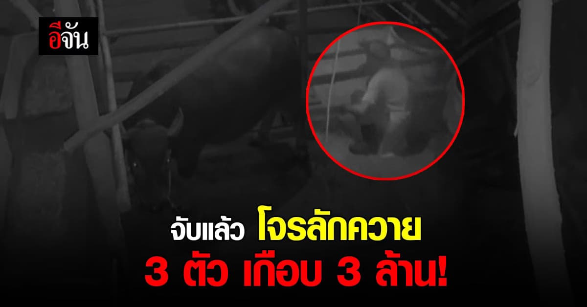 ฟาร์มเด่นชัย ตั้งค่าหัว โจรลักควาย พันธุ์เพชรอุดร ล่าสุด จับโจรได้แล้ว