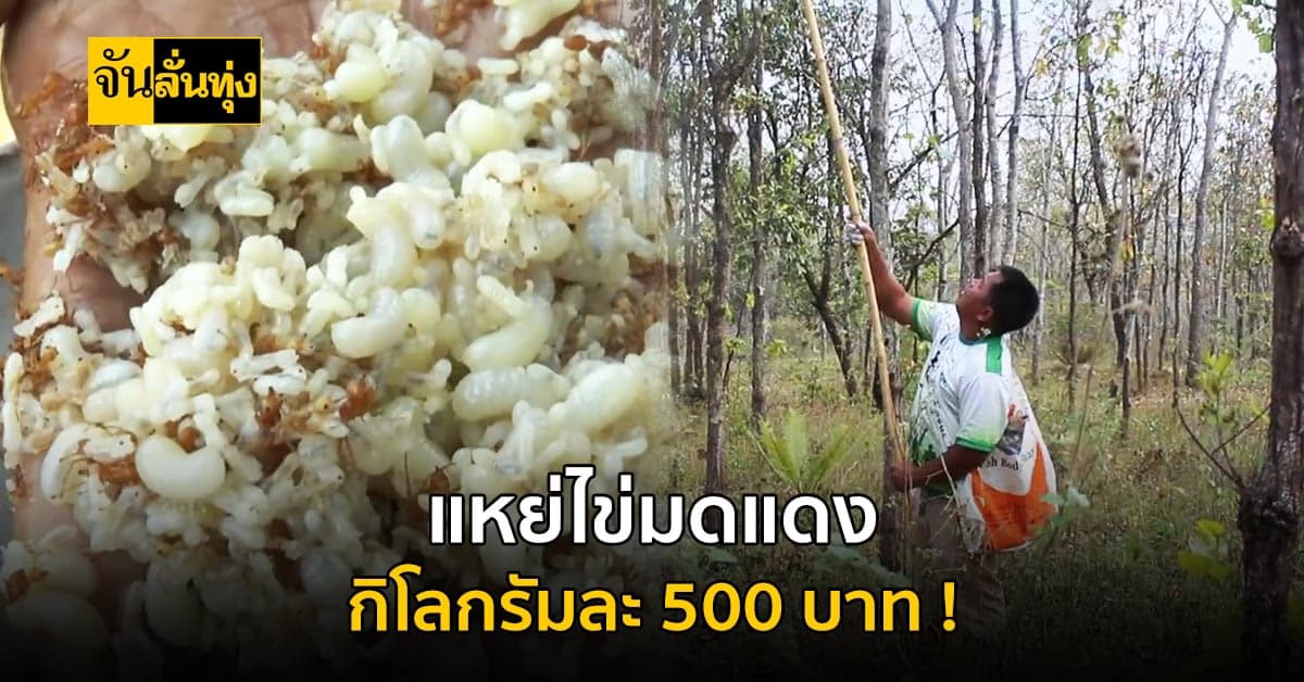 ชาวโคราช แห่กันออกหา ไข่มดแดง ออกขายสร้างรายได้