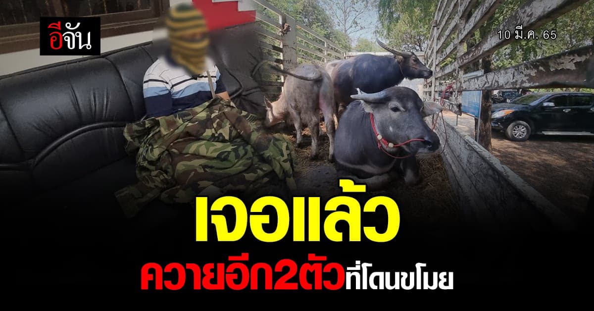 เจอแล้ว ควายอีก 2ตัวที่โดนขโมย มูลค่า 2ล้าน 5 แสนบาท