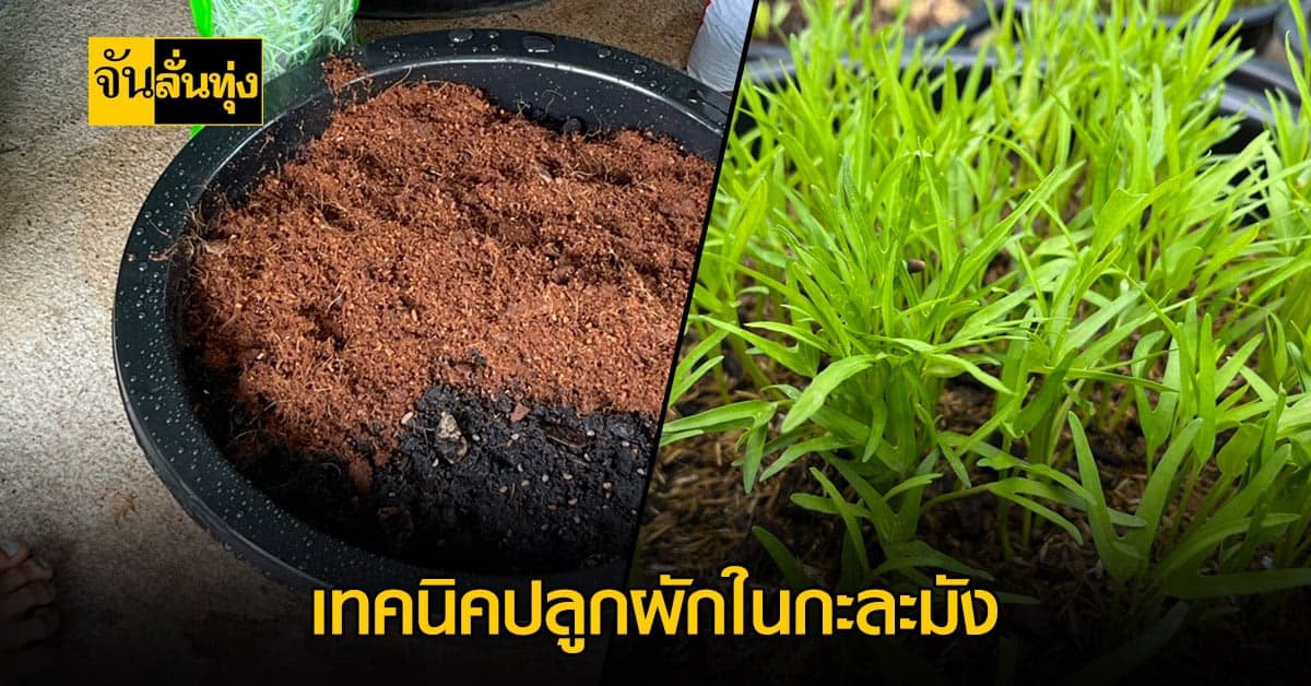 ปลูกผักกินเองง่าย ๆ ด้วยงบ 40 บาท 14 วันได้กิน