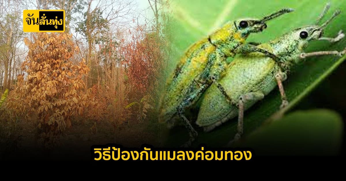 แมลงค่อมทองภัยร้าย ตัวทำลายสวนผลไม้