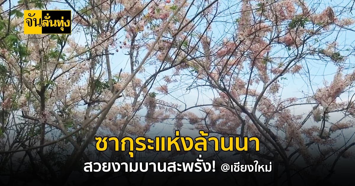 เที่ยวลุยทุ่ง ชวนดู กัลปพฤกษ์ บานสะพรั่งสวยงามดั่ง ซากุระเมืองไทย