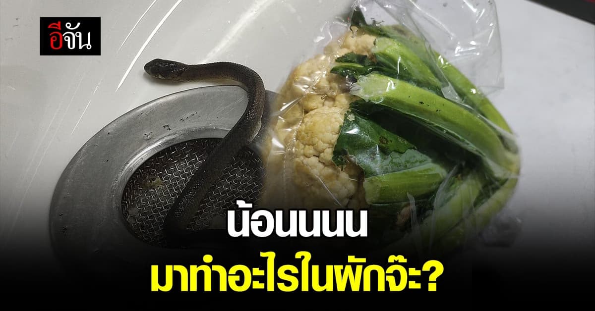 หนุ่มแทบกรี๊ด! ซื้อกะหล่ำปลีดันได้ของแถม มาด้วย