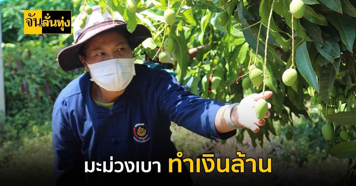 มะม่วงเบา ลูกเล็ก แต่ทำเงินล้านได้นะ