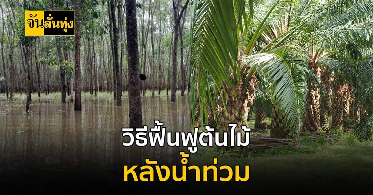 วิธีฟื้นฟูต้นไม้หลังน้ำท่วมให้รากแตกลำต้นแข็งแรง