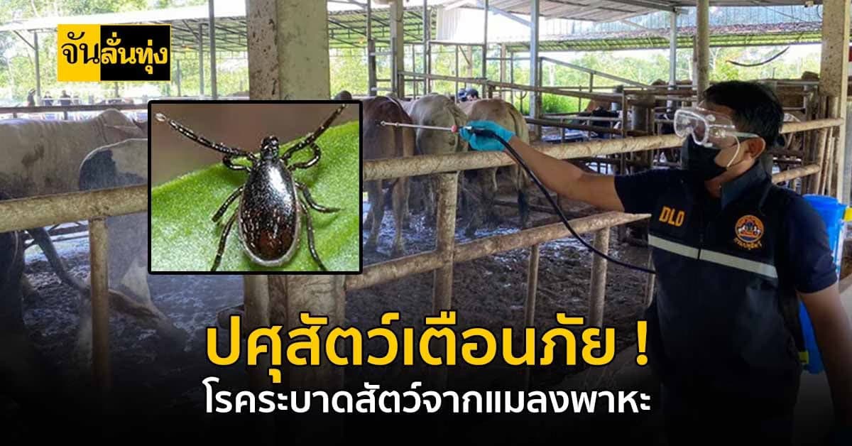 ปศุสัตว์ เตือน โรคระบาดสัตว์ จากแมลงพาหะ ในช่วงฤดูร้อนและอากาศแปรปรวน