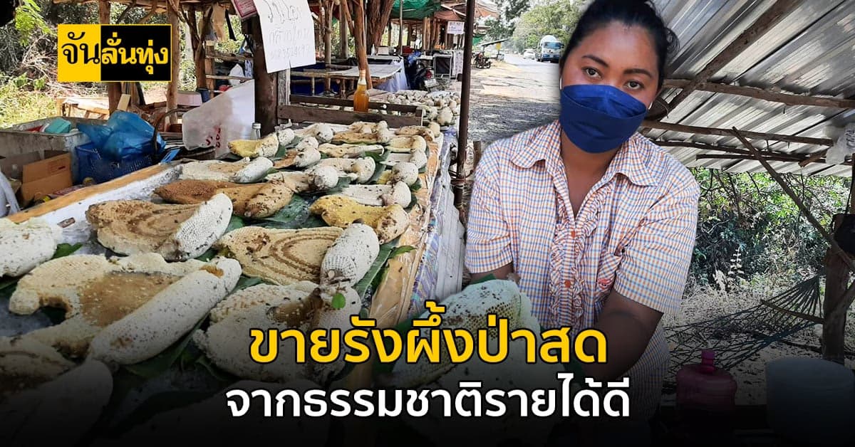 ชาวบ้านสุรินทร์ หา รังผึ้งป่า จากธรรมชาติ แม้ว่าปีนี้จะหายากกว่าทุกปี!